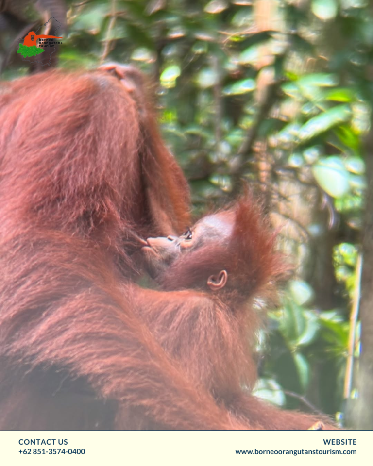 BORNEO ORANGUTANS TOURISM