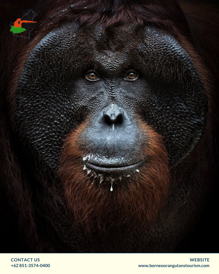 BORNEO ORANGUTANS TOURISM