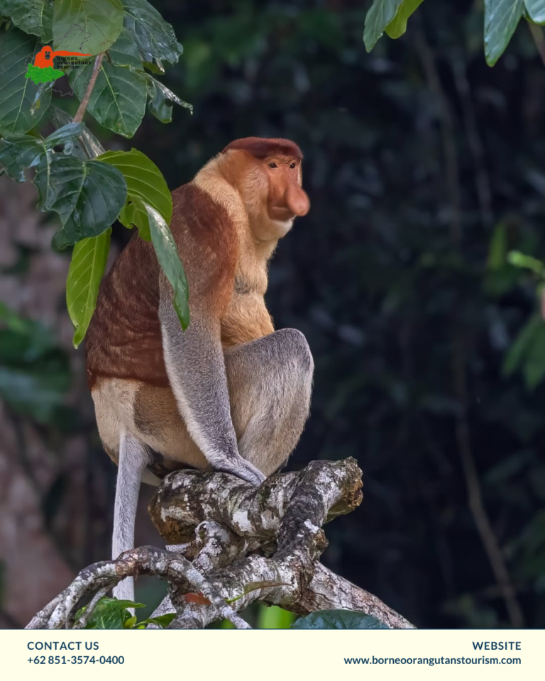 BORNEO ORANGUTANS TOURISM