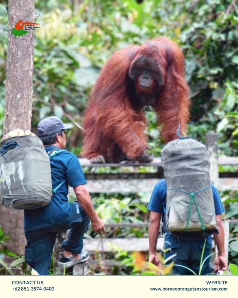 BORNEO ORANGUTANS TOURISM