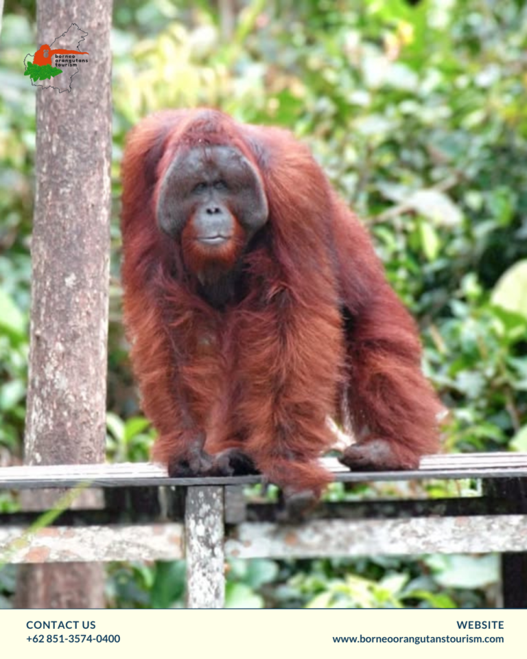 BORNEO ORANGUTANS TOURISM