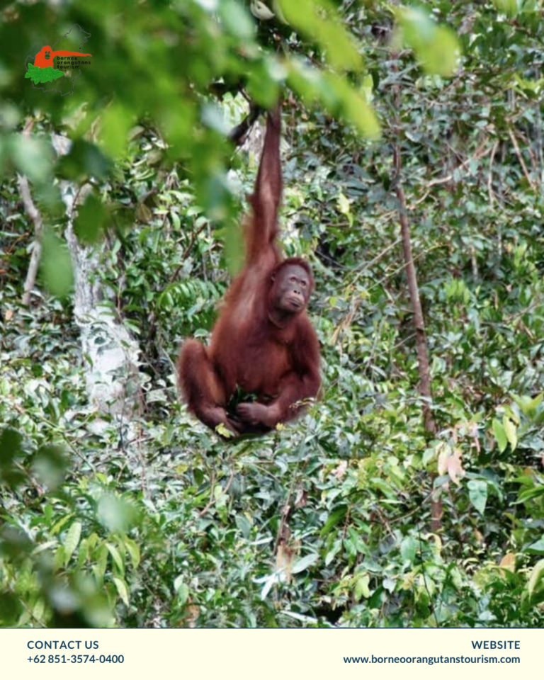 BORNEO ORANGUTANS TOURISM