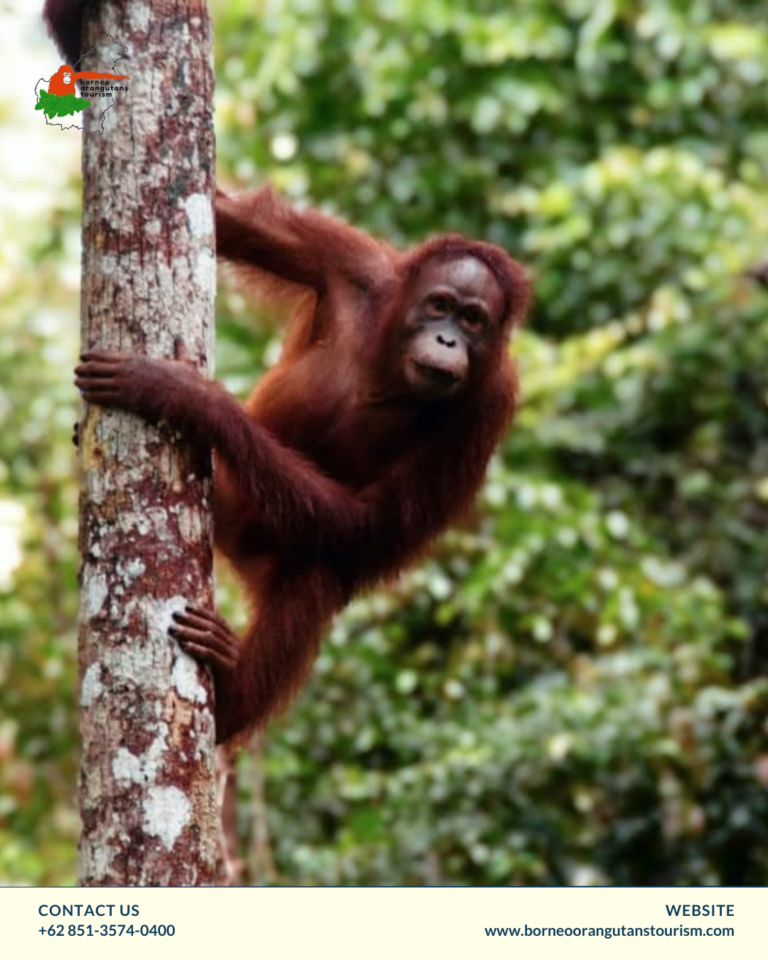 BORNEO ORANGUTANS TOURISM