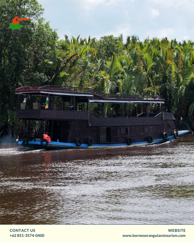 BORNEO ORANGUTANS TOURISM