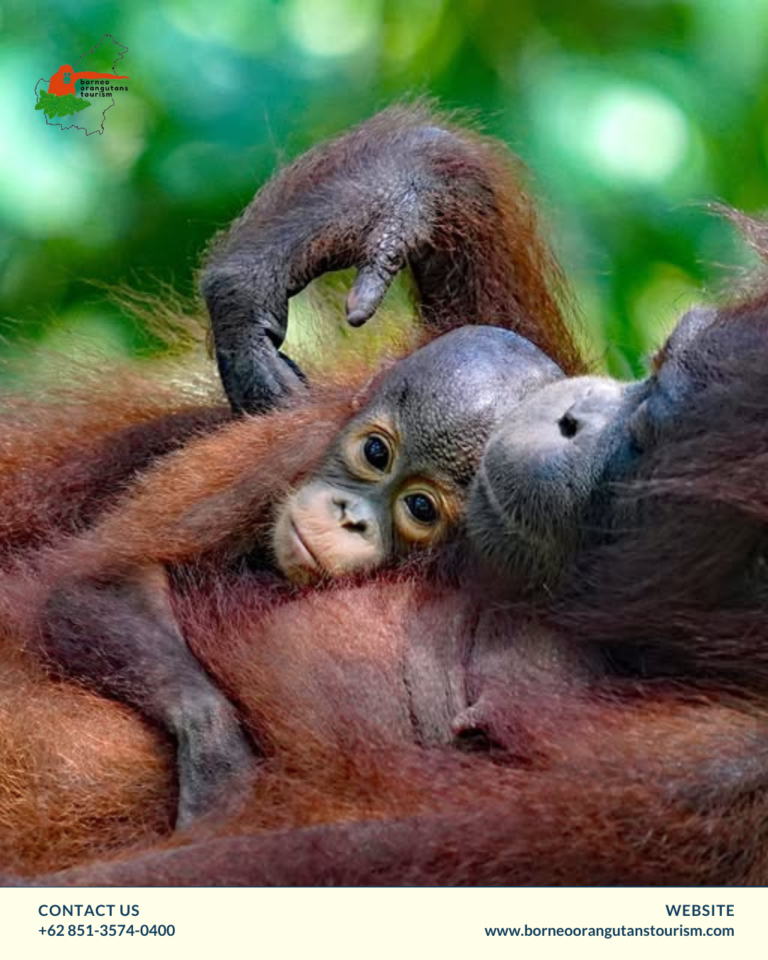 BORNEO ORANGUTANS TOURISM