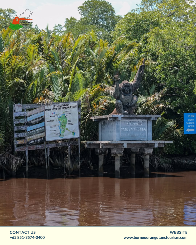 BORNEO ORANGUTANS TOURISM