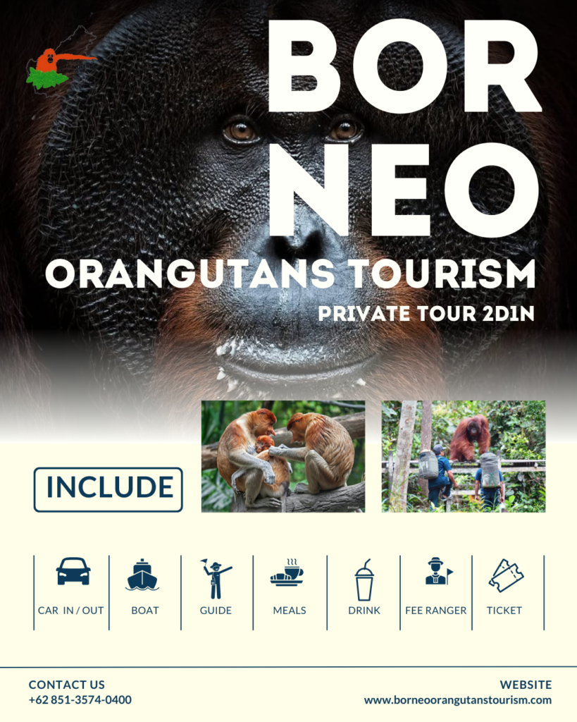 BORNEO ORANGUTAN TOURISM